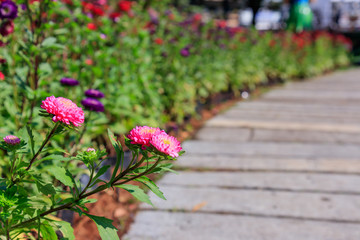 Beautiful colored flower along the path in the garden morning . Beautiful bouquet of flower in spring.Morning fresh air, oxygen to the body to power the whole day.