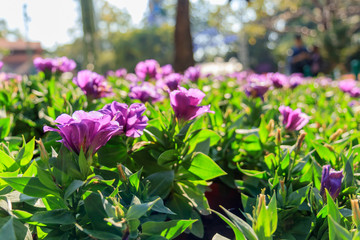 Beautiful colored flower on a field in the morning . Beautiful bouquet of flower in spring.Morning fresh air, oxygen to the body to power the whole day(Solar lens flare occurs naturally)