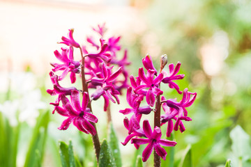 Pink hyacinth blooms in the garden. Selective focus.