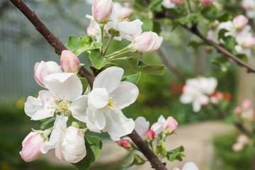 Fototapeta premium Flowers and buds of Apple trees in the spring. Selective focus