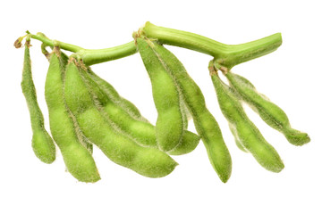 Fresh harvested soybean (edamame) plant isolated on white background