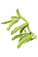 Fresh harvested soybean (edamame) plant isolated on white background