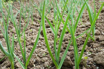Young garlic plants feathers in the field, agricultural background.