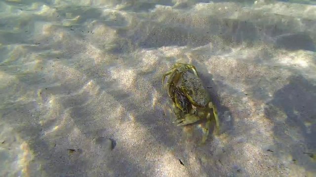 Male and female of Swimming crabs (Macropipus holsatus) before mating: underwater life of the Black Sea.
