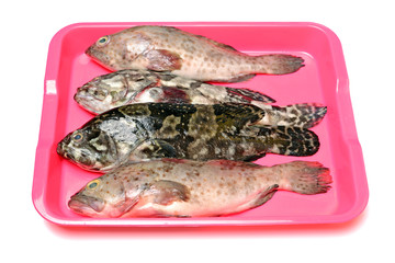Grouper Fish on white background