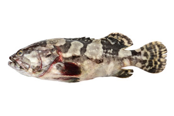 Grouper Fish on white background