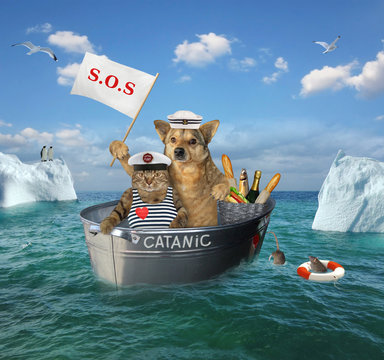 The two brave sailors cat and dog are drifting in the steel wash tub after the shipwreck among the icebergs in the sea. Their lifeboat is called Catanic.
