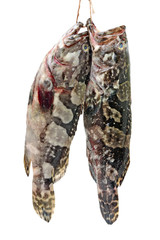 Grouper Fish on white background