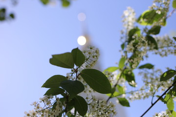 nature, spring, branch