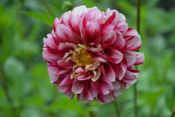 flower, pink, nature, dahlia,   garden,  flowers, plant, green, red, flora, blossom, summer, beautiful, beauty, bloom, petal, floral, spring, macro, zinnia, petals, color, purple, botany, close-up