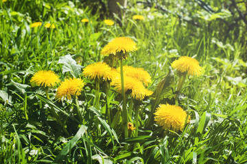 Obraz premium Yellow dandelions in the grass. In the open space