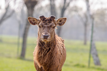 roe deer at field in the wild nature