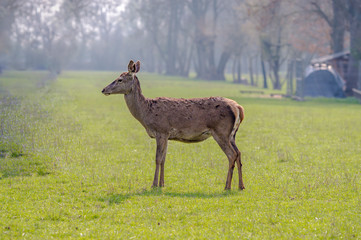 roe deer at field in the wild nature