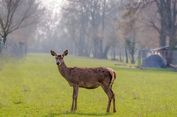 roe deer at field in the wild nature