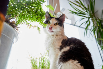 Cat is sitting on the windowsill and eating homemade flowers