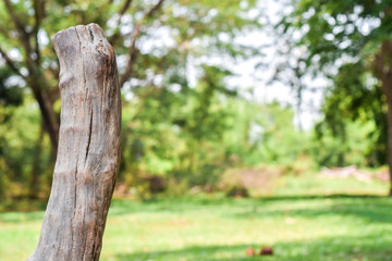 Fototapeta premium Small dried stumps on grass background