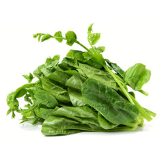 Thai malabar isolated on white background