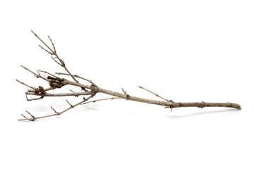 Sticks or twigs isolated on white background