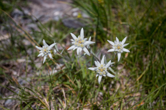 Edelweis