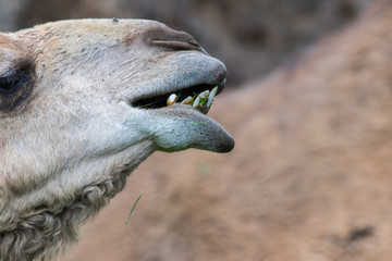 closeup of a head of camel