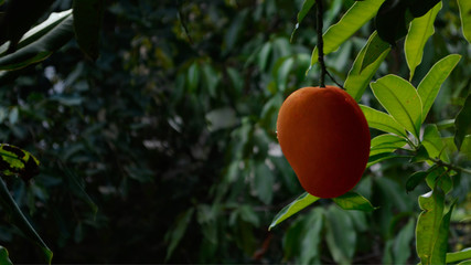Mango on tree