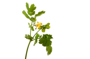 Celandine flower on isolated surface. Medicinal plant.