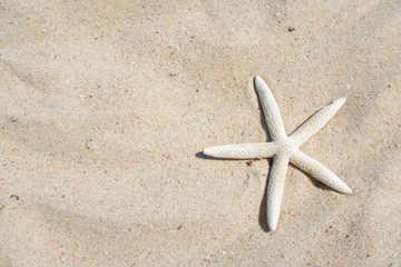 Fototapeta na wymiar starfish on the beach sand