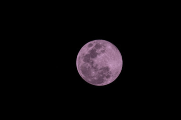 Fototapeta premium Pink Moon Full moon for Easter