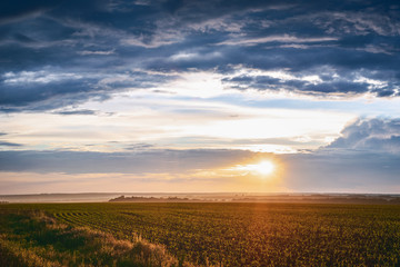 Sunset over the field of young corn, after the rain