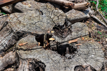 Top view of old dried stumps with soft sunlight in countryside