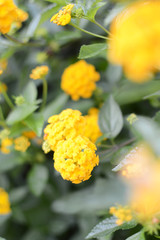 黄色く可愛いランタナの花