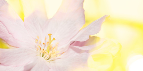 Delicate pink flowers with yellow bokeh