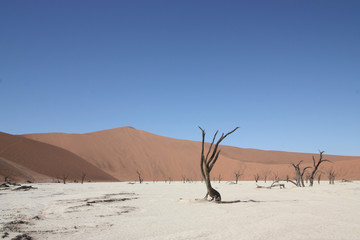 Desert landscape with dead tree