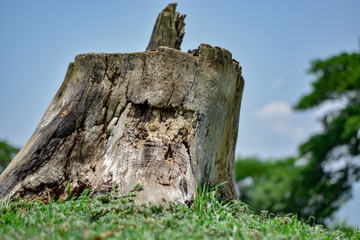 view of old stump that decay on green grass in park