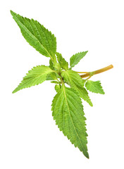 Mint leaf isolated over white background