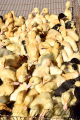 Little yellow ducklings In the cage