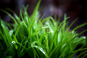 grass with water drops of dew