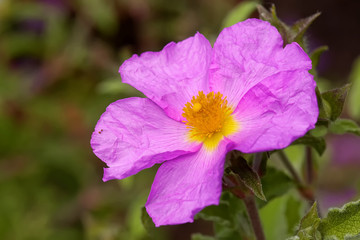 Kretische Zistrose © JuergenL