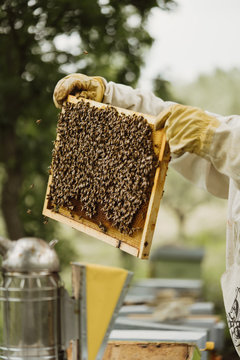 54,585 BEST Beekeeper IMAGES, STOCK PHOTOS & VECTORS | Adobe Stock