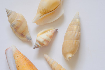 Fototapeta na wymiar shell snail summer white background