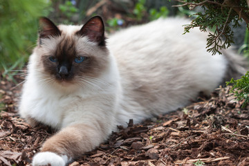 A seal point Birman cat, 1 year  old cat , male with blue eyes lying on dry crushed bark in garden