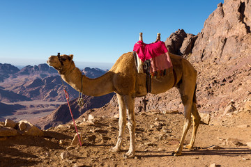 Dromedar camel in the background sands of hot desert, Egypt, Sinai