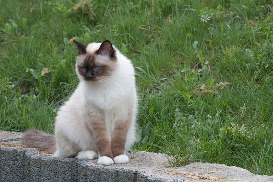 A seal point Birman cat, 1 year old cat , male with blue eyes is sitting  in garden