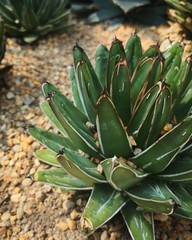 Fototapeta premium Cactus