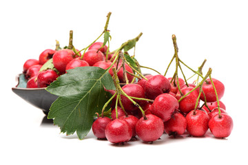 Hawthorn on white background 