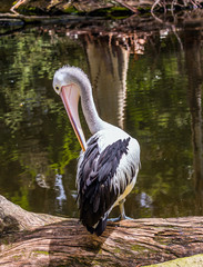 Large waterfowl Australian Pelican