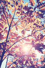Looking up at at leaves against the sun, color toned picture. 