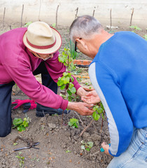 Elderly farmer shows another adult gardener caring for young grape bush