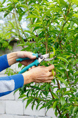 Diligent farmer man pruning trees in garden outdoors.