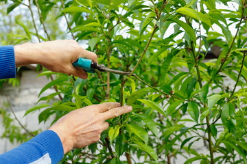 Diligent farmer man pruning trees in garden outdoors.